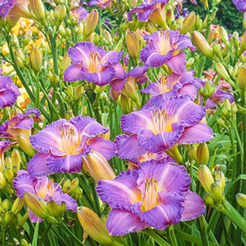Entrapment Reblooming Daylily