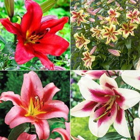 Lily Tree® Collection