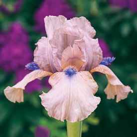 Concertina Reblooming Bearded Iris