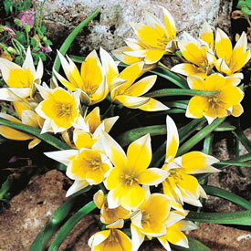 Golden Charm Tulip