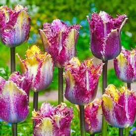 Colour Fusion Tulip
