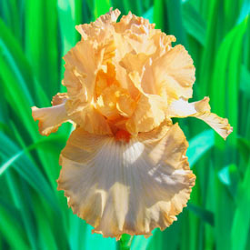 Apricot Kerfluffle Bearded Iris