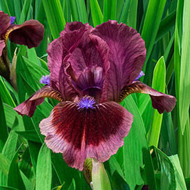 Cat's Eye Dwarf Bearded Iris