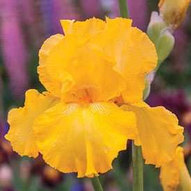 Pure As Gold Reblooming Bearded Iris
