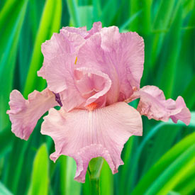 Wild Irish Rose Bearded Iris