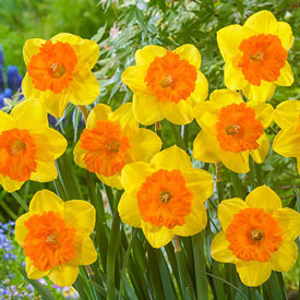 Sunlover Daffodil