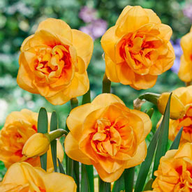 Boaz Daffodil
