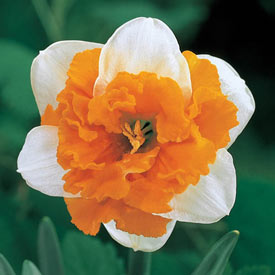 Orangerie Daffodil