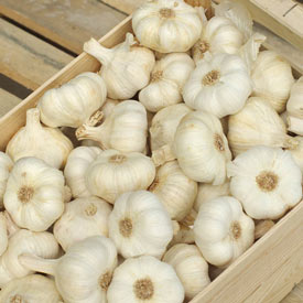 German White Hardneck Garlic