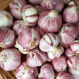 Metechi Hardneck Garlic