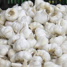 Regular White Softneck Garlic
