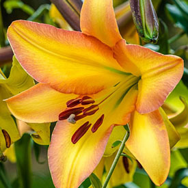 Exquisite Lily Tree Collection
