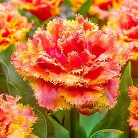 Brisbane Tulip