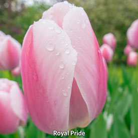 Pride Perennial Tulip Collection