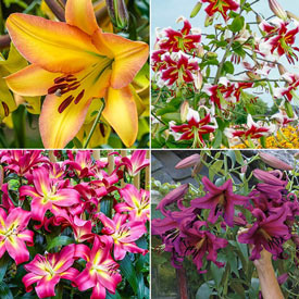 Fragrant Forest Lily Tree® Collection