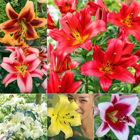 Great Expectations Lily Tree® Collection