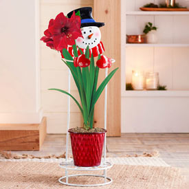 Snowman Plant Stand for Amaryllis