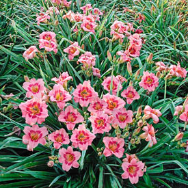Strawberry Candy Reblooming Daylily