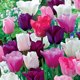 Monet’s Garden™ Tulip Mixture