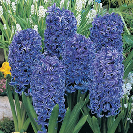 Blue Jacket Fragrant Giant Hyacinth