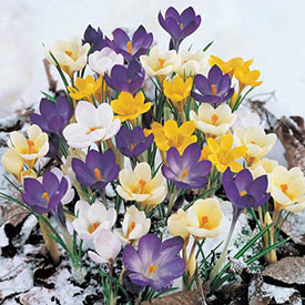 Snow Crocus Mixture