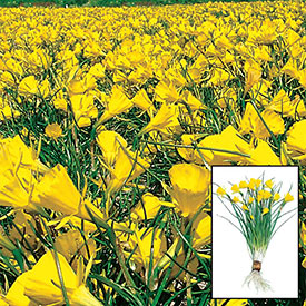 Golden Bells Carpet Daffodil™