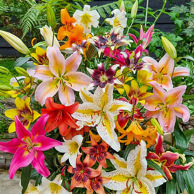 All-Season Lily Mixture