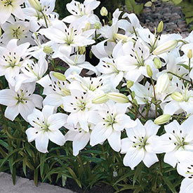 White Carpet Border Lilies