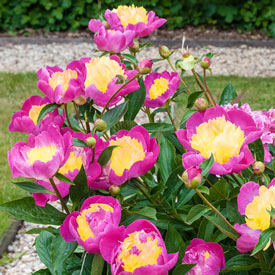 Bowl of Beauty Peony