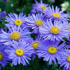 Mönch Aster
