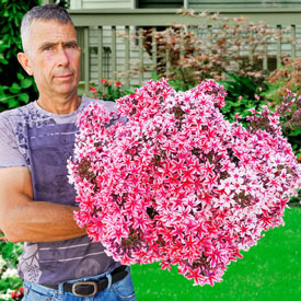 Palmyra Phlox