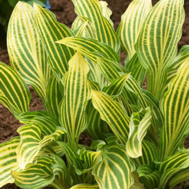 Siberian Tiger Hosta