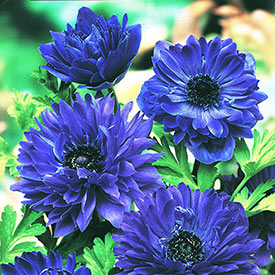 Blue Daisy Poppy Anemone
