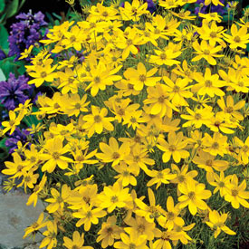 Zagreb Coreopsis