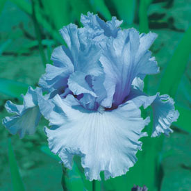 Café Bleu Reblooming Bearded Iris
