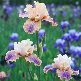 Carnival of Color Bearded Iris