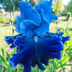 Cybergrape Bearded Iris