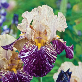 Grape Snakez Bearded Iris