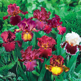Red Bearded Iris Mixture