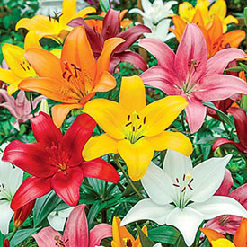 Asiatic Lily Mixture Super Sak®