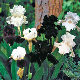 The Black & White Bearded Iris