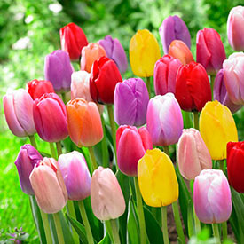 Wow! Pride Perennial Tulip Mixture