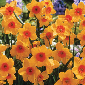 Kedron Daffodil