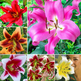 Great Expectations Lily Tree® Collection