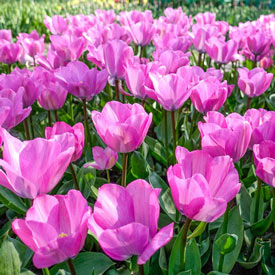 Janis Joplin Tulip