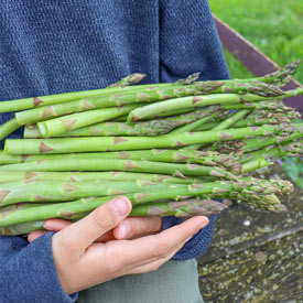 Asparagus Millenium