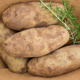 Potato Russet Burbank