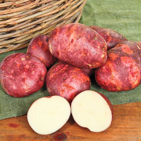 Potato Norland
