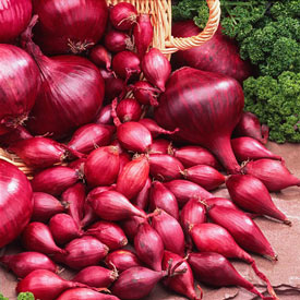 Onion Set Red Comred