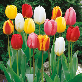 Perennial Tulip Mixture